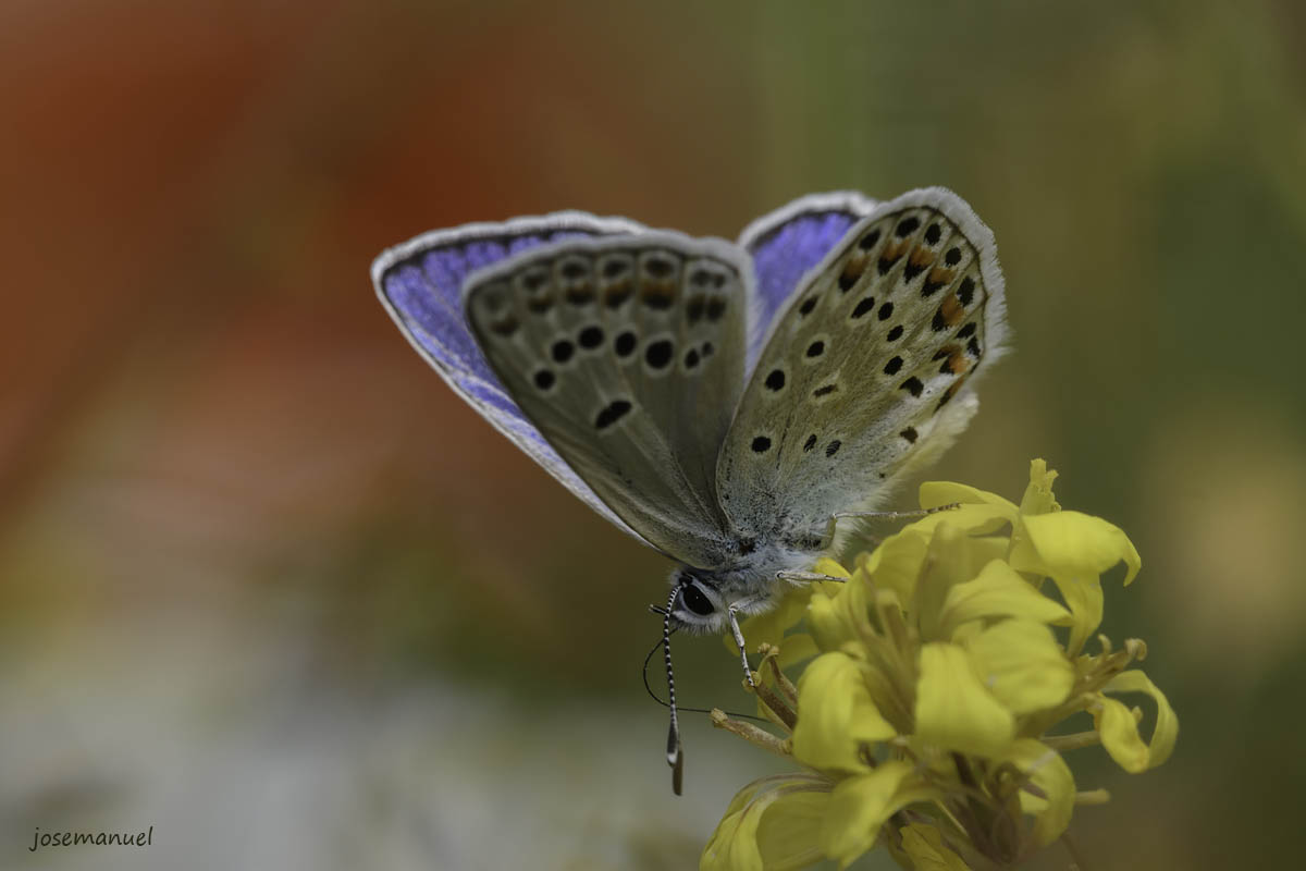 casado mariposa